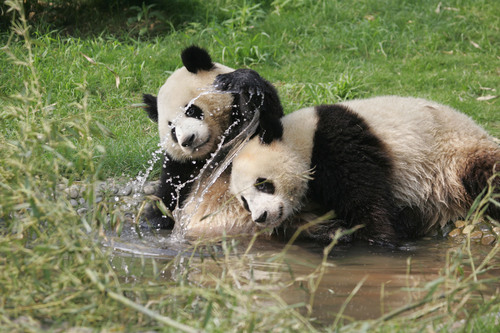 Sichuan's iconic pandas are just one of the tourist attractions for which visitors can find more information via WeChat.  (PRNewsFoto/Sichuan Travel Office)
