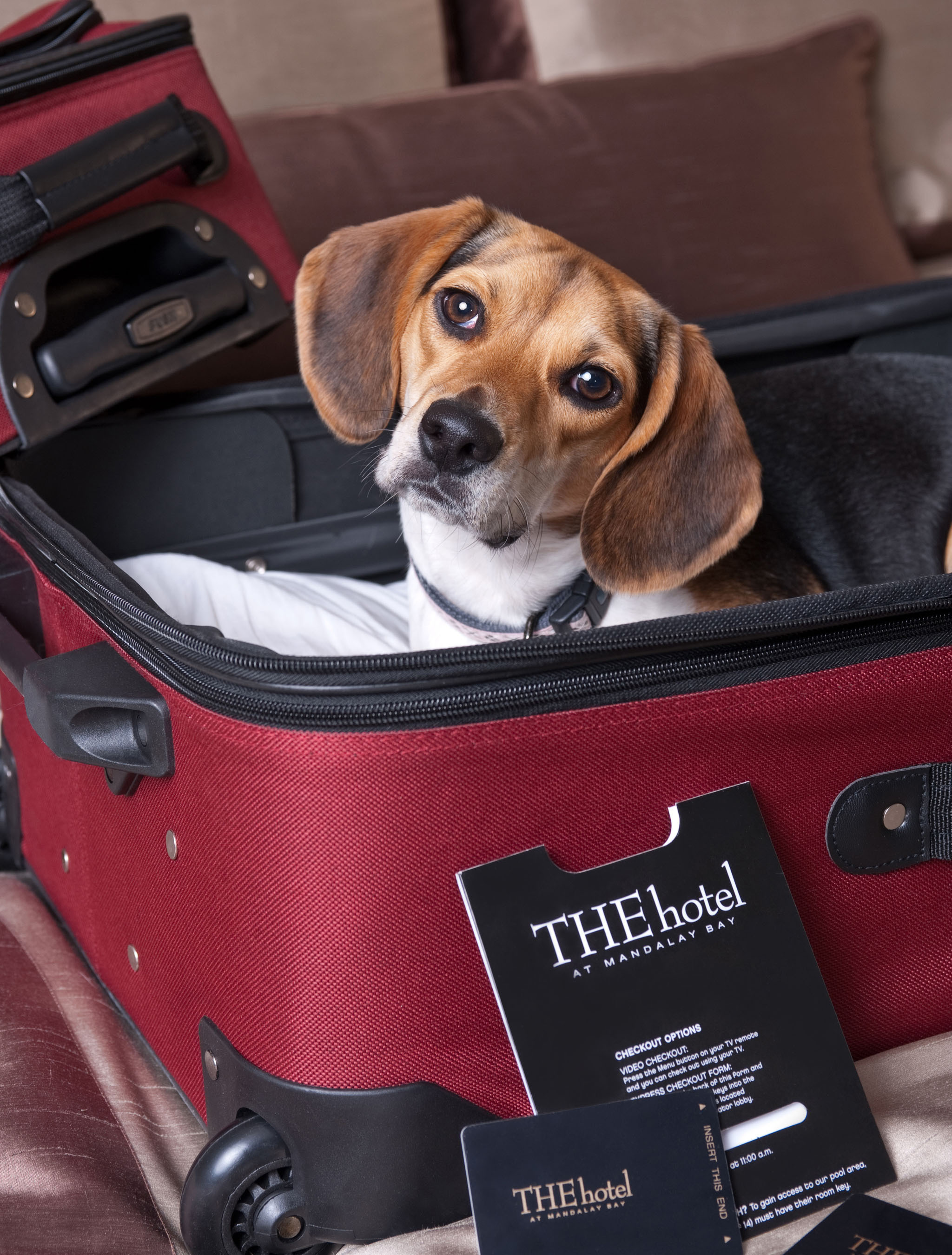 Pampered Pups Can Live It Up in the Lap of Luxury