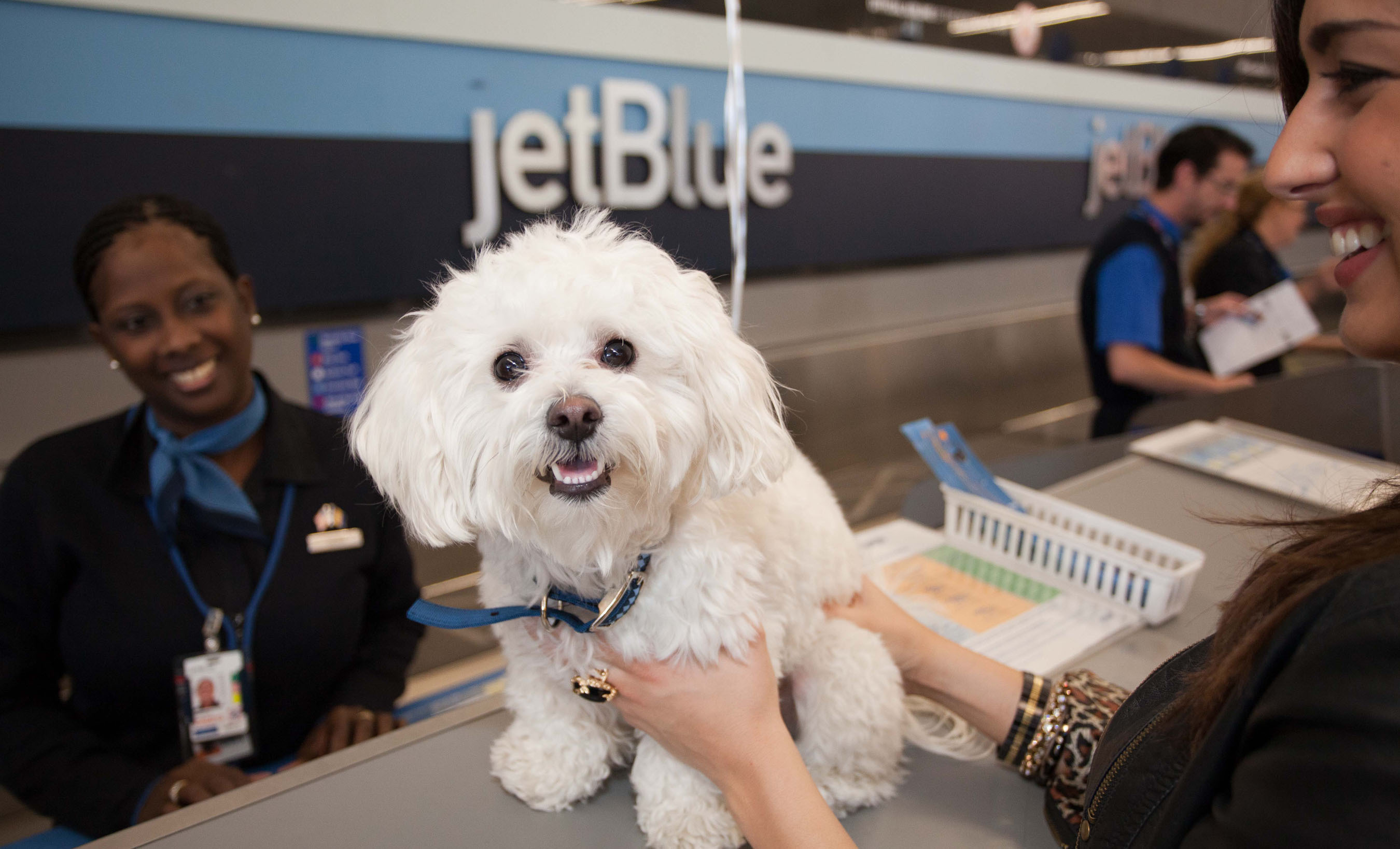 Meet Moose: JetBlue's JetPaws™ Program Celebrates National Pet Month With  its Most-Traveled, Four-Legged Jetsetter
