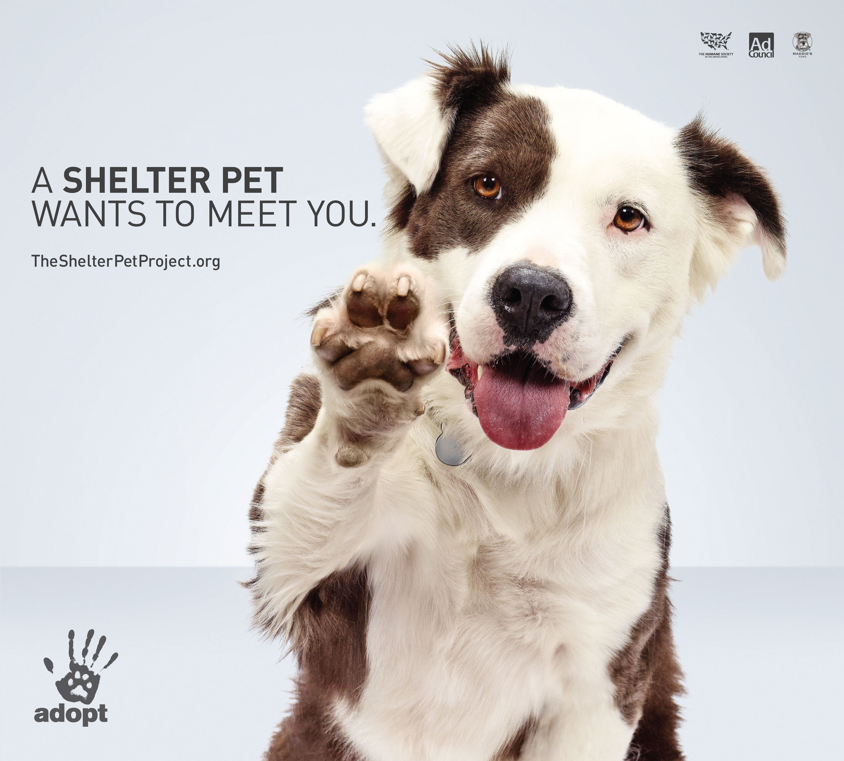 Shelter Pets Transcend TV Screens In New 'Meet' PSAs From The HSUS,  Maddie's Fund And The Ad Council