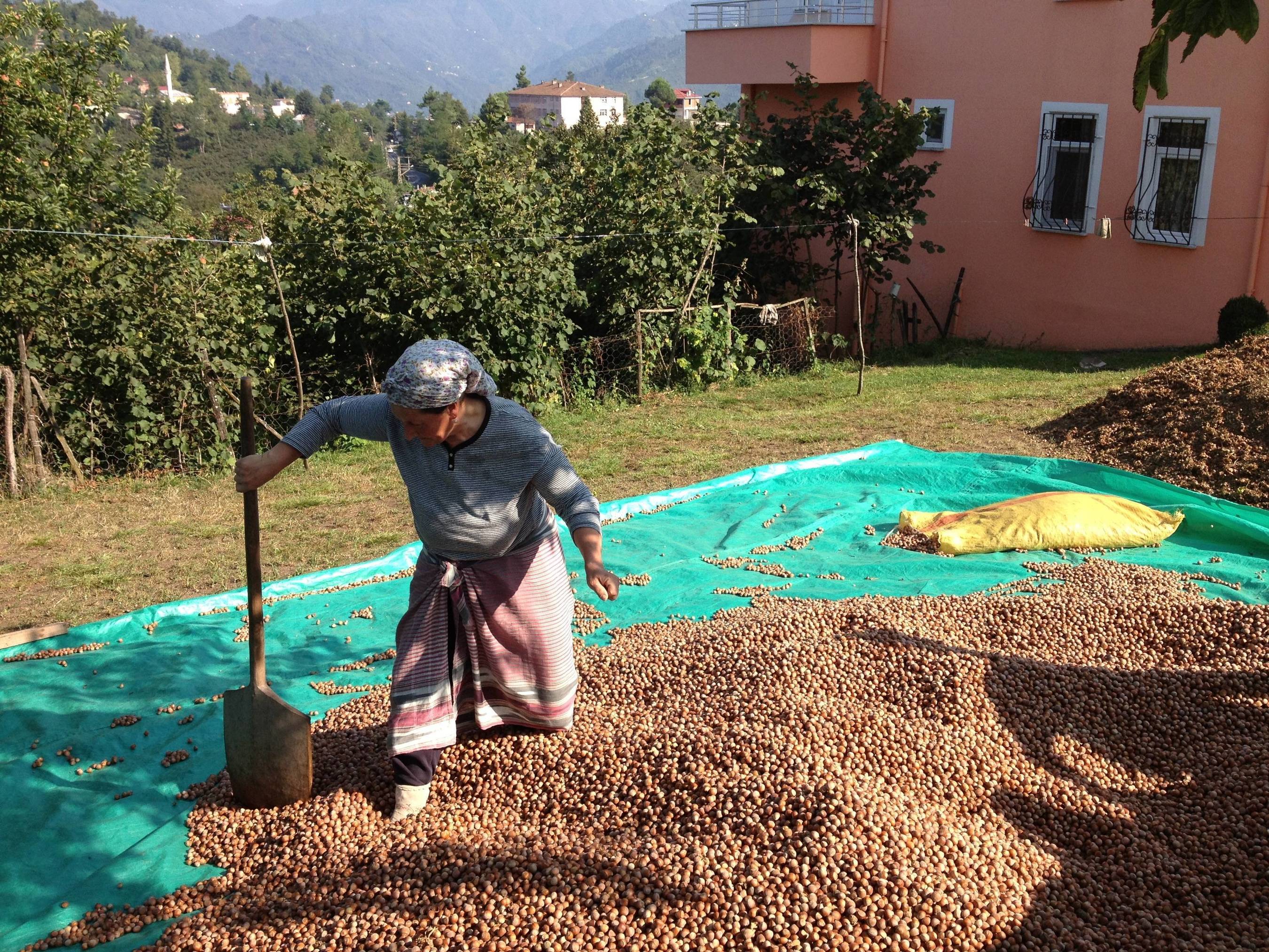 (R)UTZ Certified - Woman drying hazelnuts on her small farm in Trabzon, Turkey (PRNewsFoto/UTZ Certified)