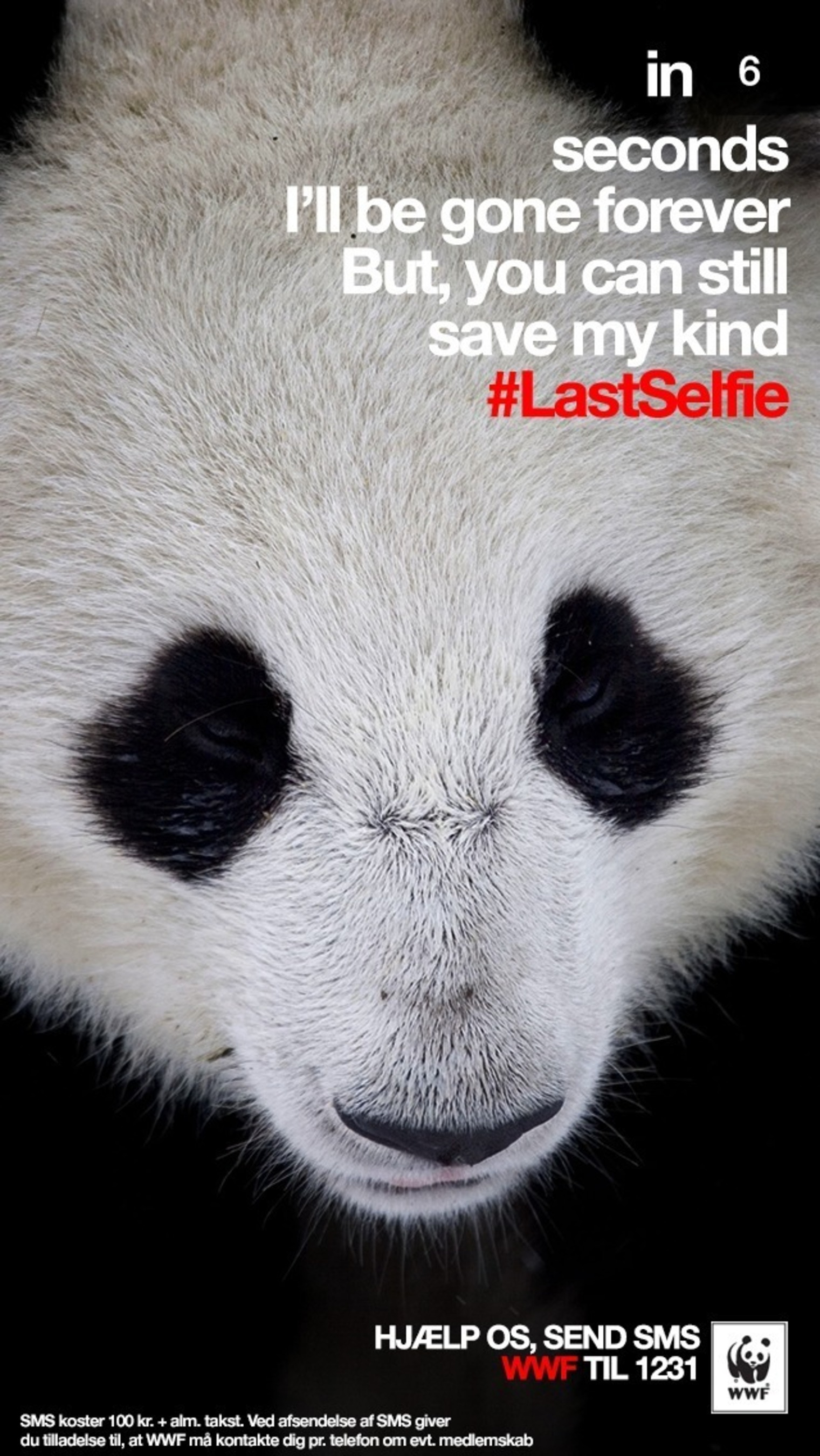 Panda #LastSelfie (PRNewsFoto/Grey)
