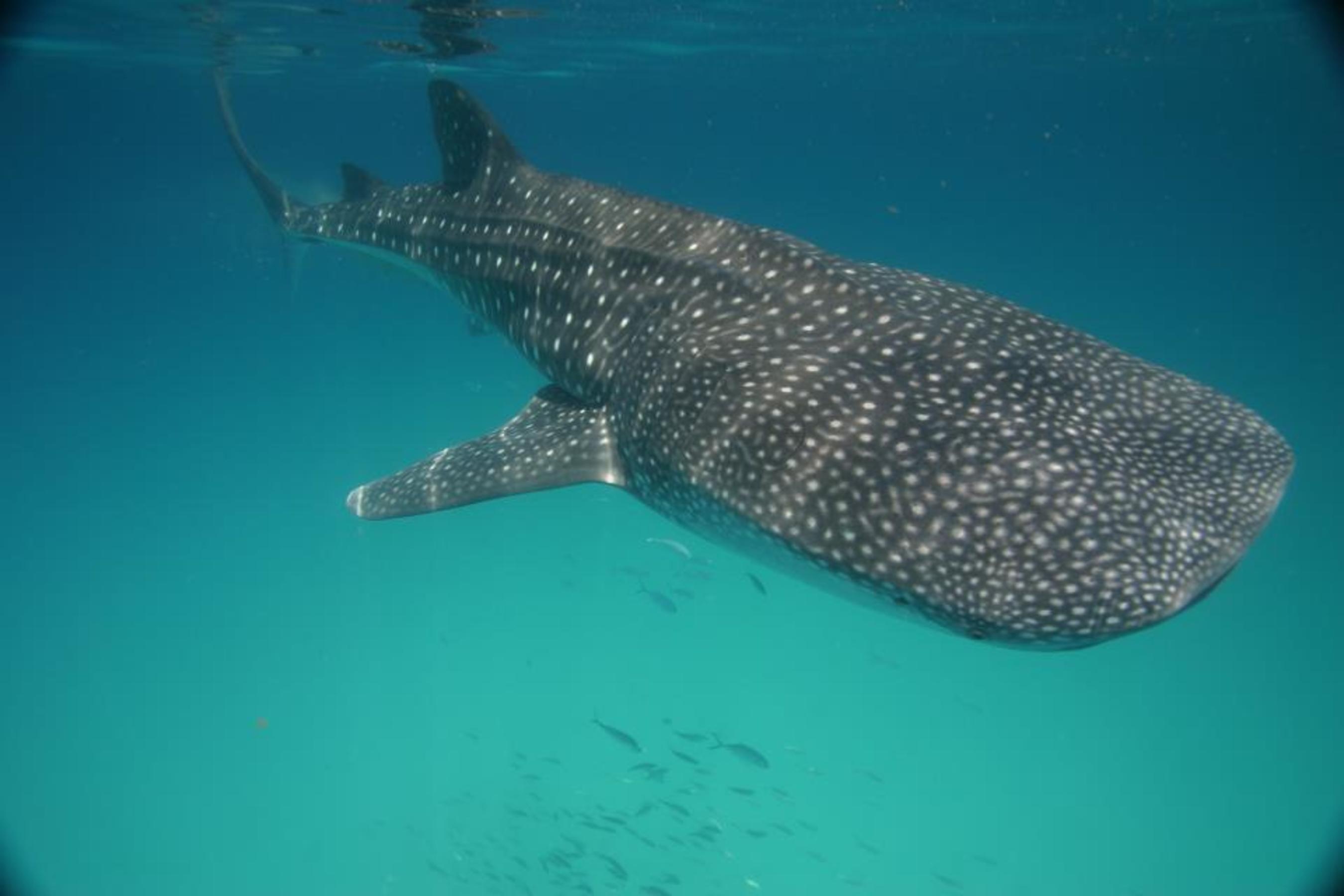 I'm waiting for YOU! (PRNewsFoto/Cancun Whale Shark Tours)