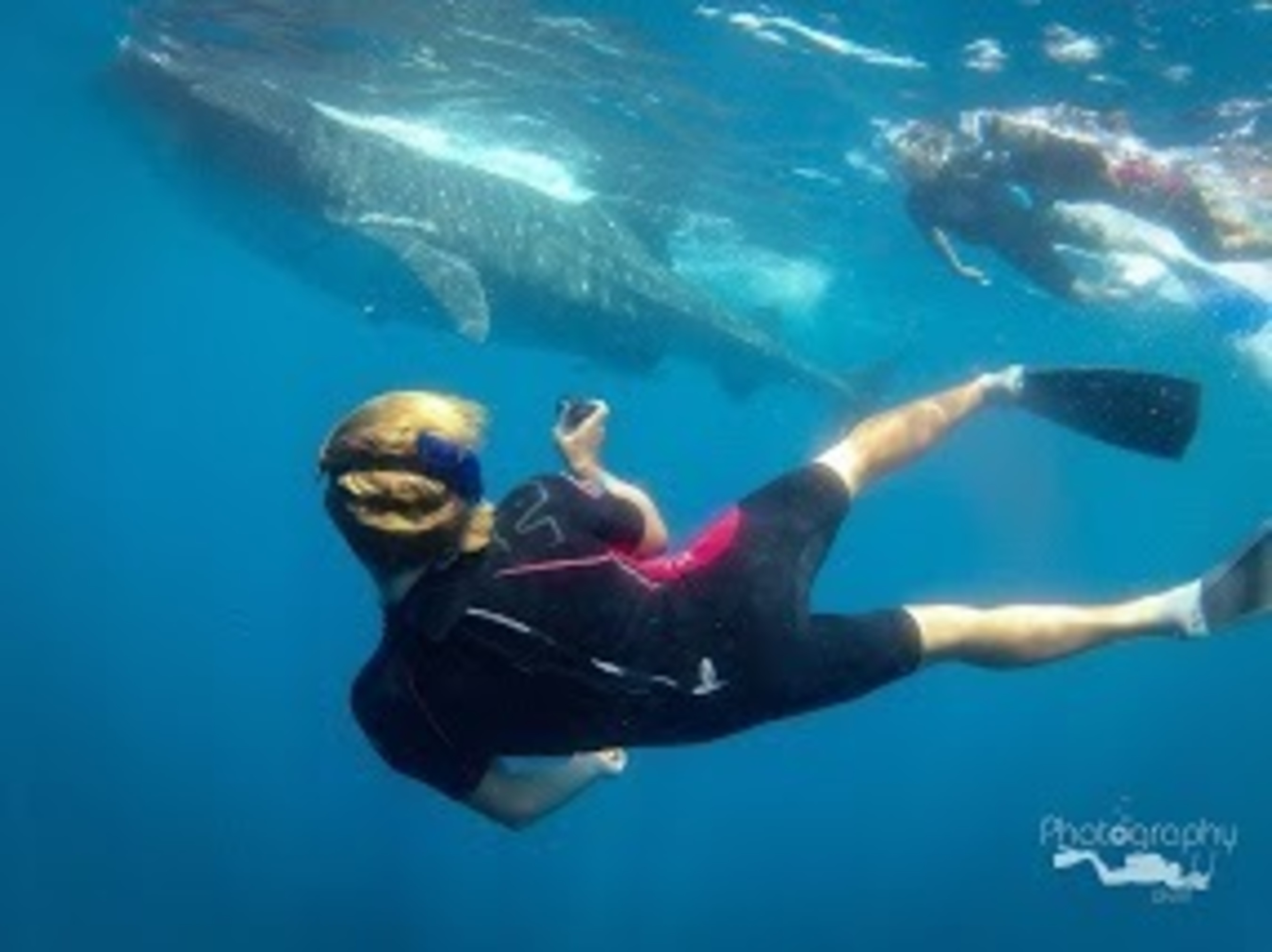 This is SO FUN! (PRNewsFoto/Cancun Whale Shark Tours)