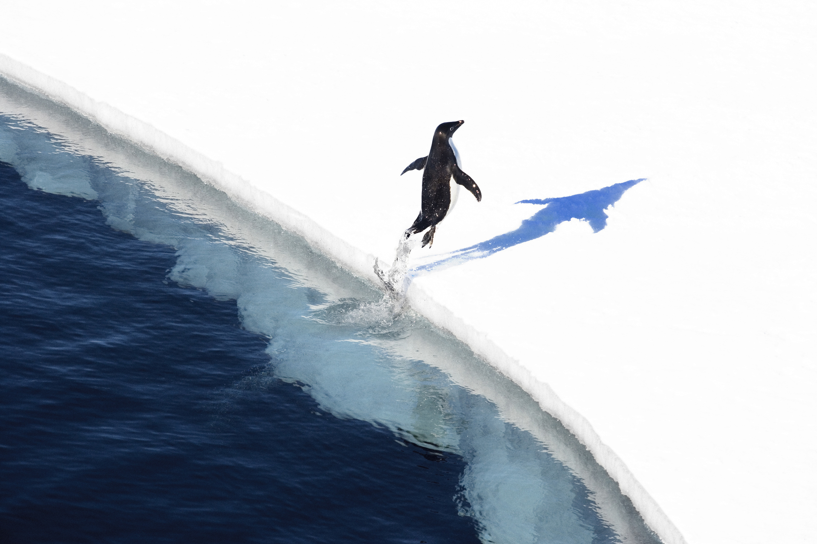 Adelie penguin in the Ross Sea, Antarctica. Credit: John B. Weller. (PRNewsFoto/The Pew Charitable Trusts)