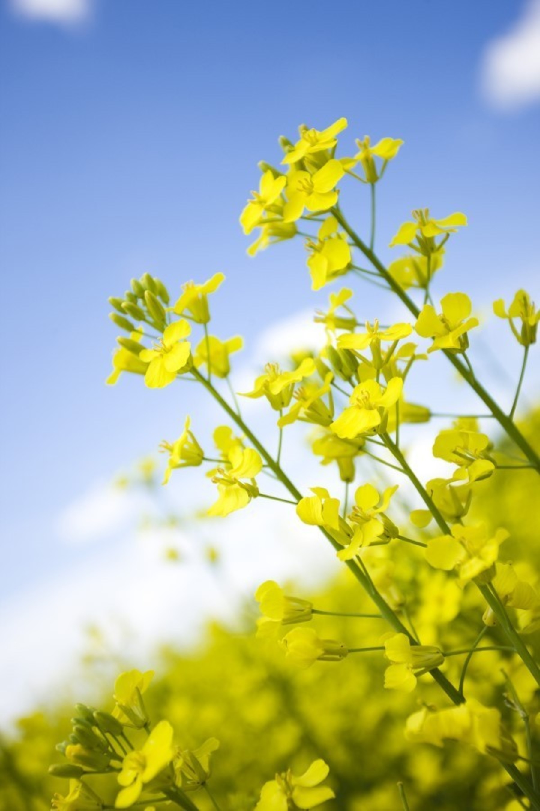 Canola oil comes from the crushed seeds of the canola plant, which is a member of the Brassica family that includes broccoli, cabbage and cauliflower. Research has shown that the oil’s high unsaturated fat content (93 percent) helps lower "bad" LDL cholesterol, thereby reducing the risk of cardiovascular disease. (PRNewsFoto/CanolaInfo)