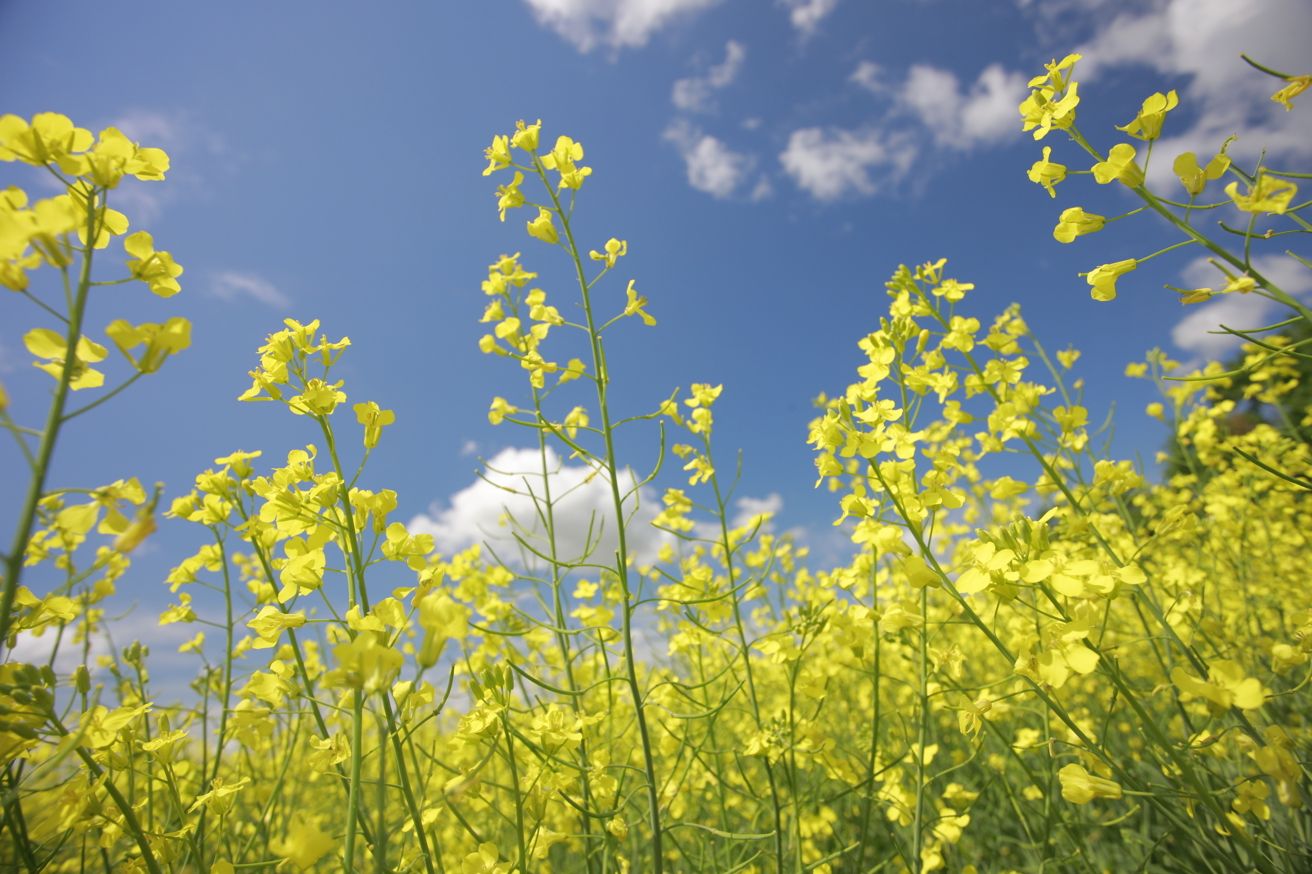 The oil extracted from canola plants is one of the healthiest in the world. Of all common cooking oils, canola has the most plant-based omega-3 fat (11 percent) and the least saturated fat (7 percent) - half that of olive oil (15 percent). (PRNewsFoto/CanolaInfo)