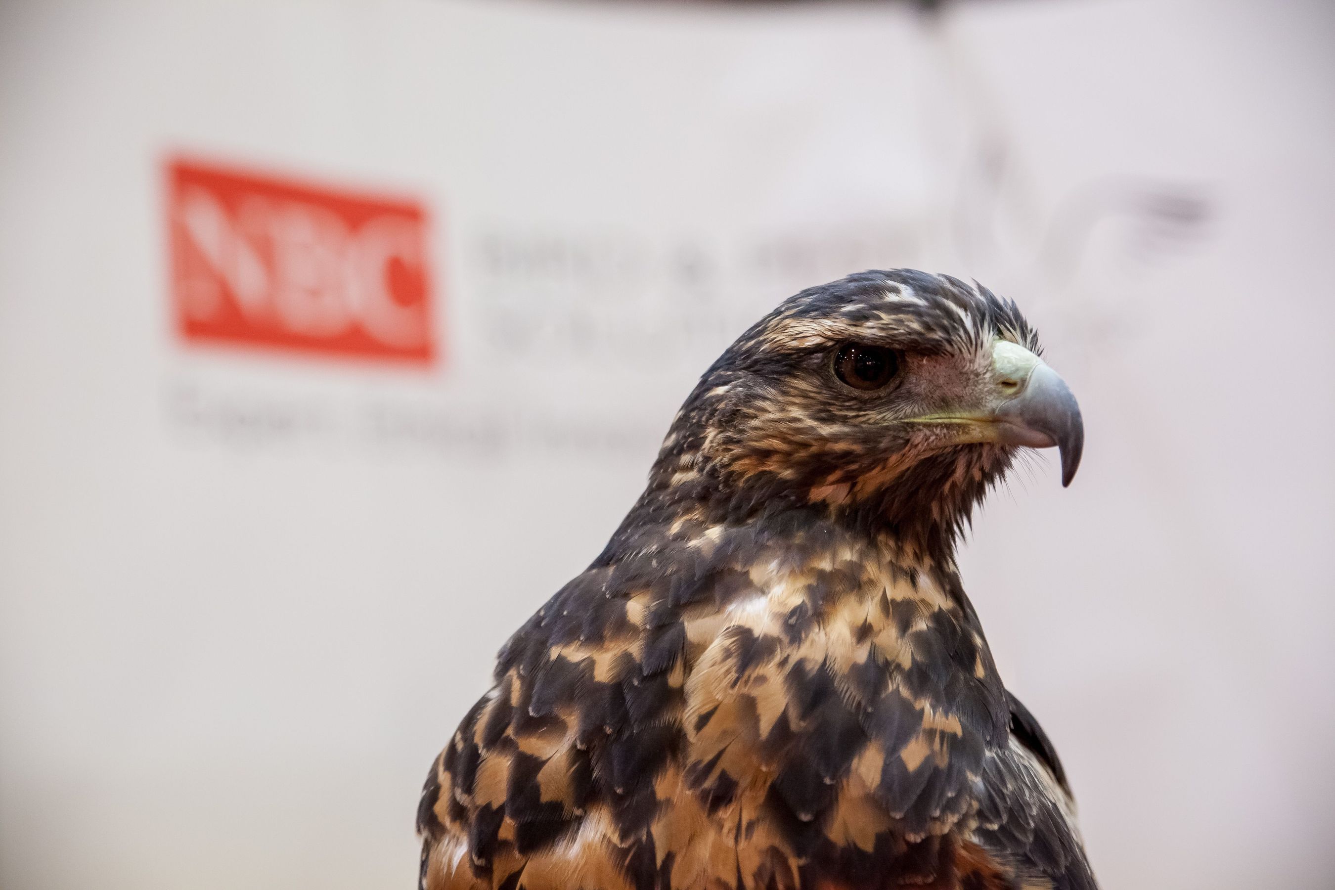 10,000 attendees and 1 falcon at Facilities Show 2014 (PRNewsFoto/UBM Live)