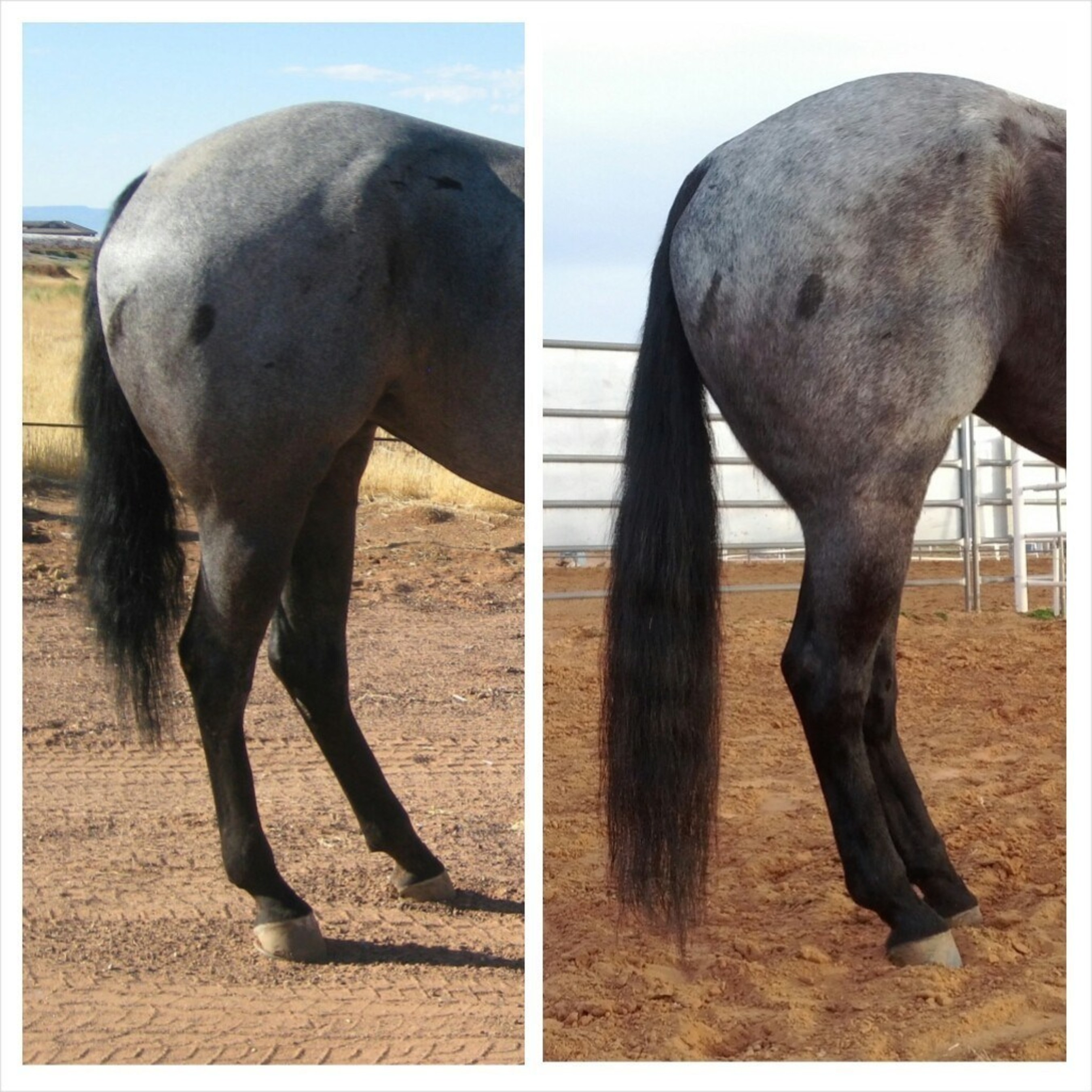 Tail Length Before and After (PRNewsFoto/BioMane Products LLC)