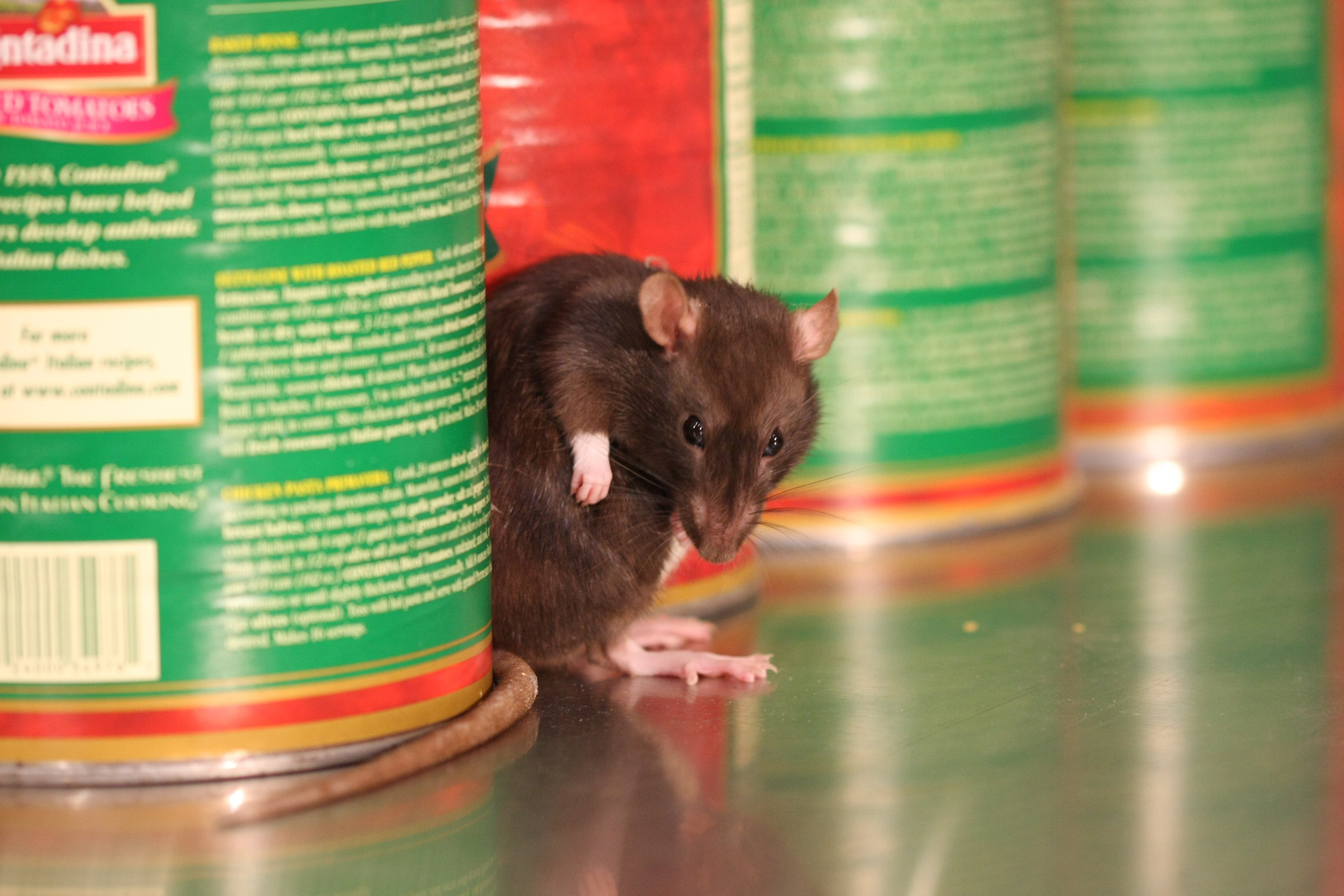 Pest control leader Orkin released its top 20 rattiest cities; Chicago holds no. 1 spot followed by Los Angeles, Washington, D.C., New York City and San Francisco. Orkin experts say while your city may not be ranked high on the list, you should not be any less vigilant. Rodents invade an estimated 21 million American homes each fall. (PRNewsFoto/Orkin, LLC)
