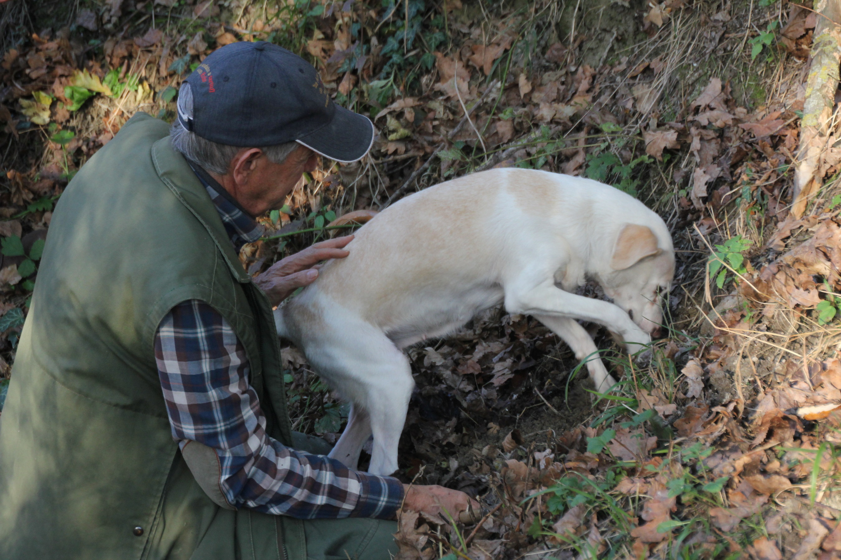 Celebrity Cruises searches for white truffles with a truffle hunter and Jolly, the truffle-hunting dog, near Alba, Italy.