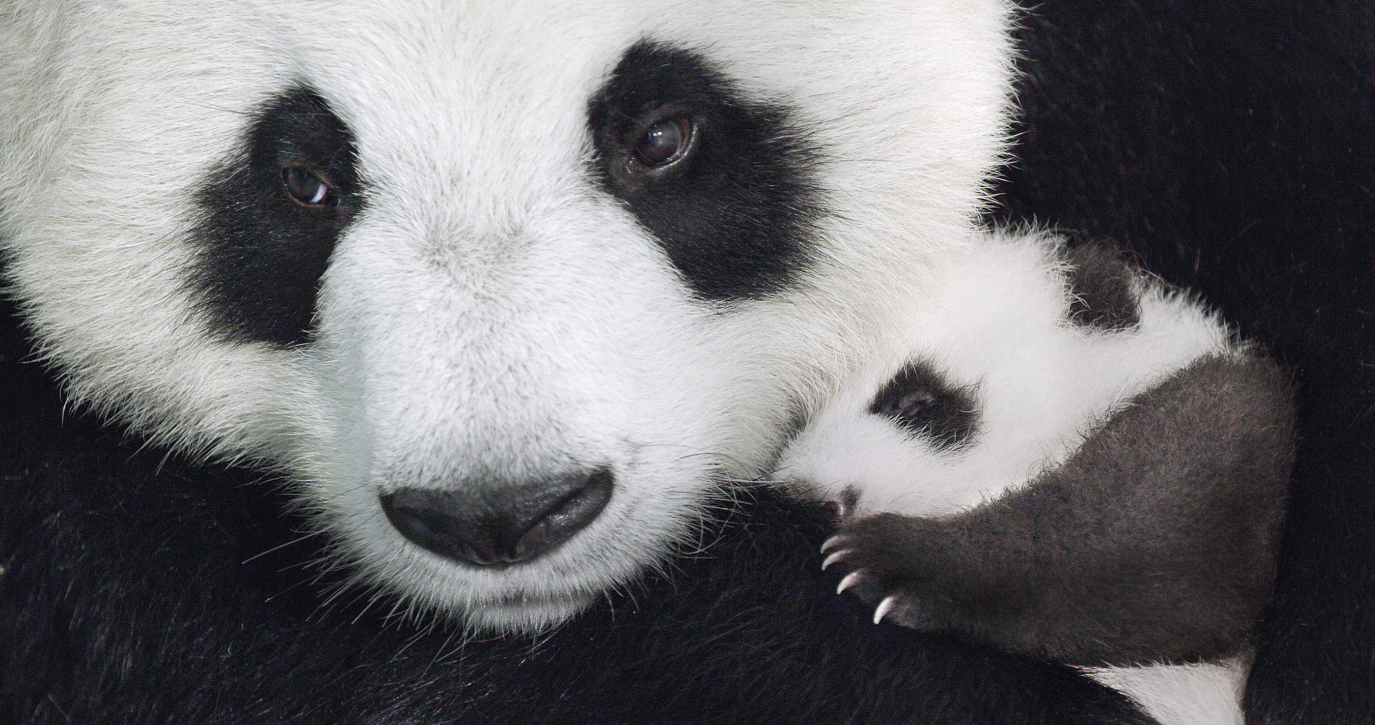 Disneynature Born in China Panda Family
