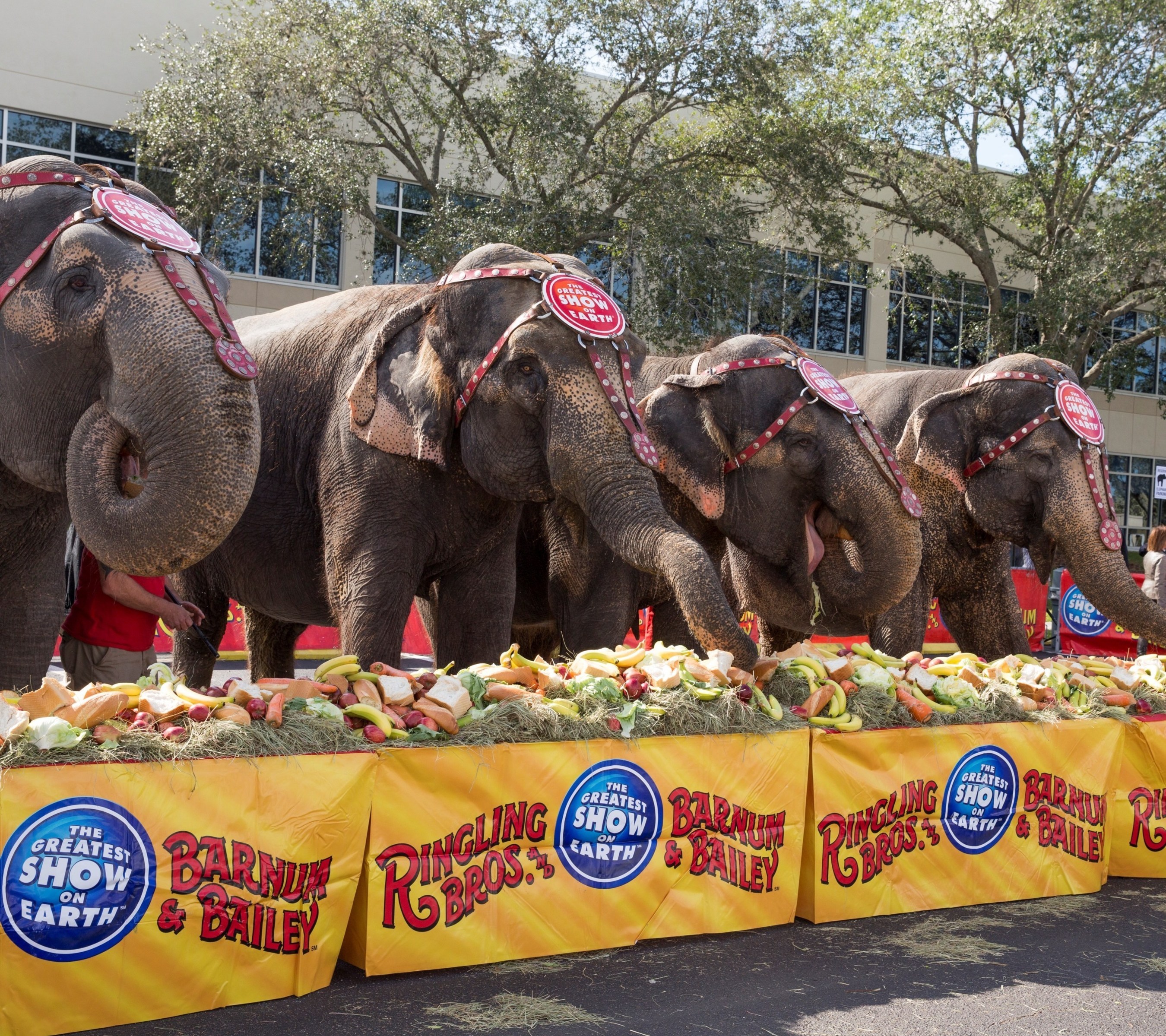 The Ringling Bros. and Barnum & Bailey performing pachyderms celebrated the historic homecoming of The Greatest Show On Earth? to its permanent winter home at Feld Entertainment Studios in Palmetto, FL.