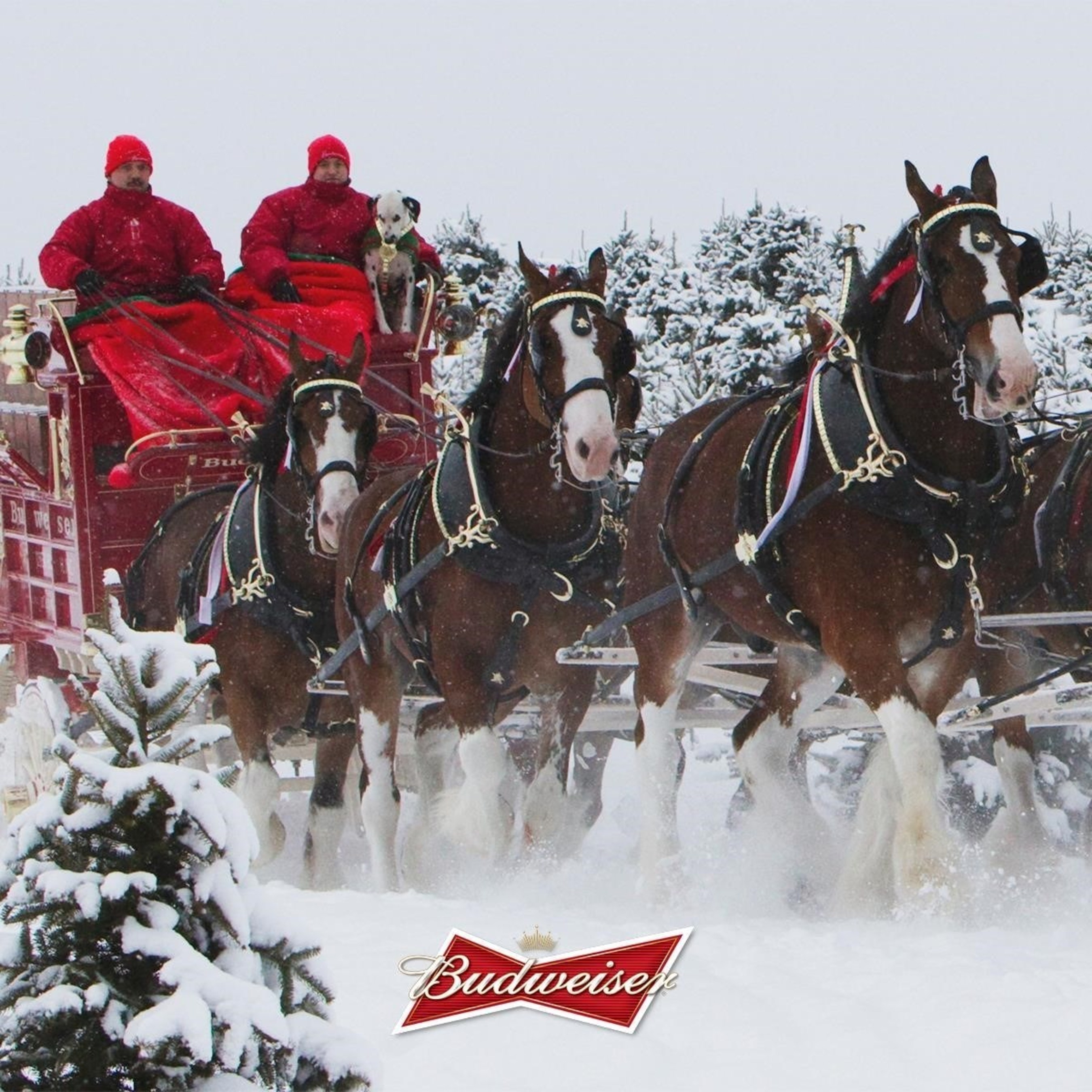 Don't believe everything that trends: the Budweiser Clydesdales aren't going anywhere.