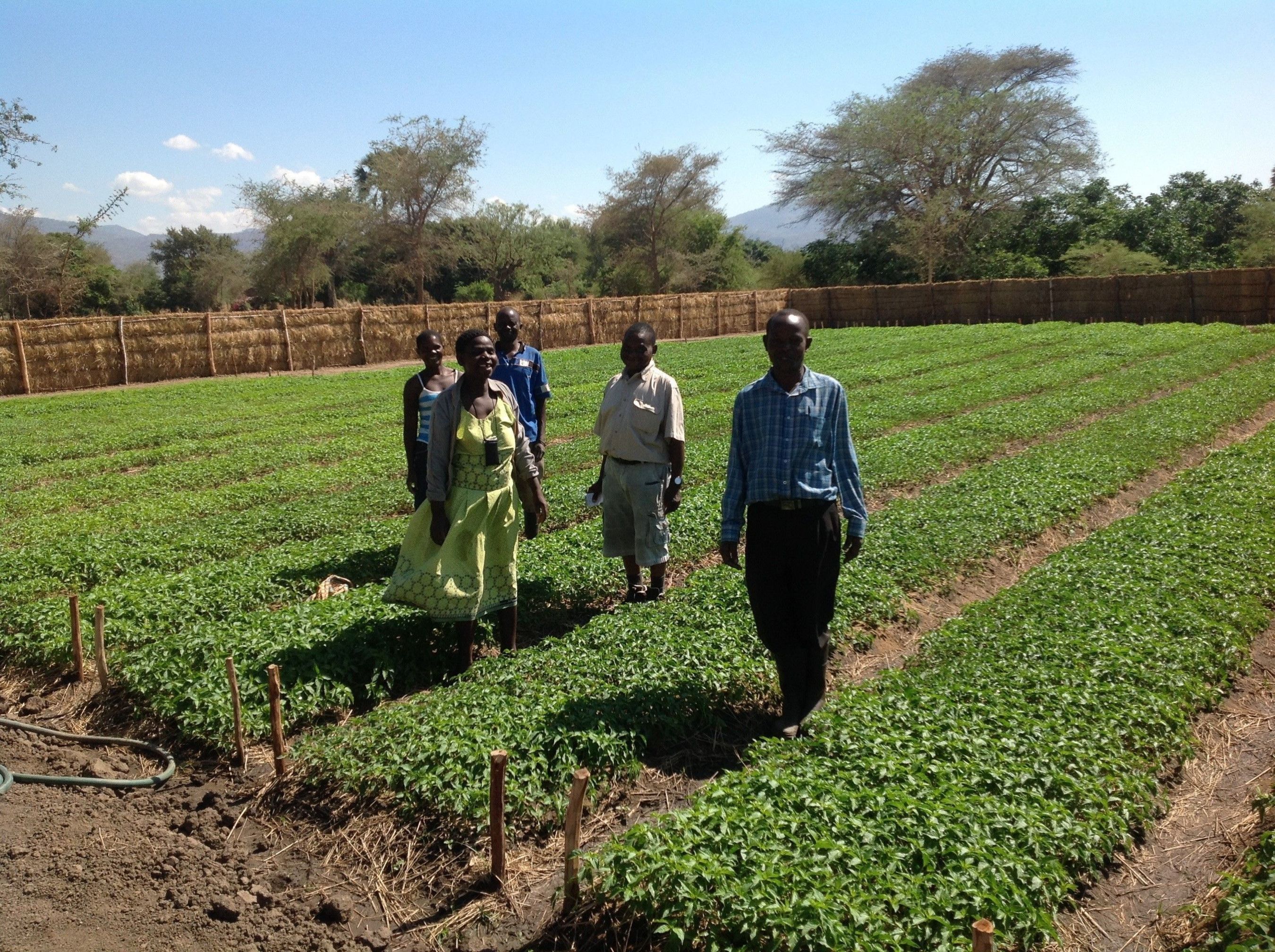 Malawian farmers in a field of chillies (PRNewsFoto/AgDevCo_)