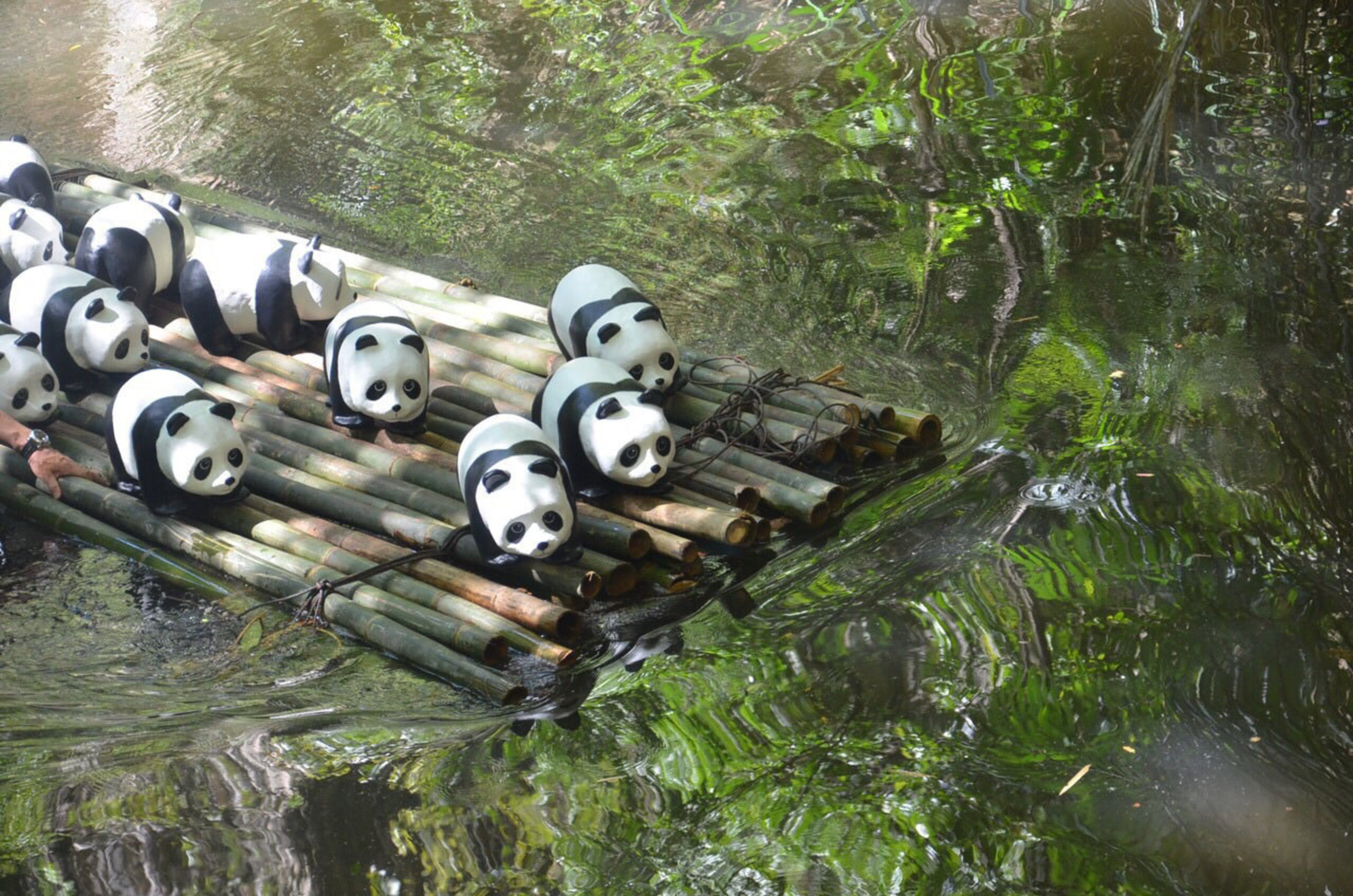 1600 Pandas are crossing the river by a bamboo raft, and ready to land in Malaysia!