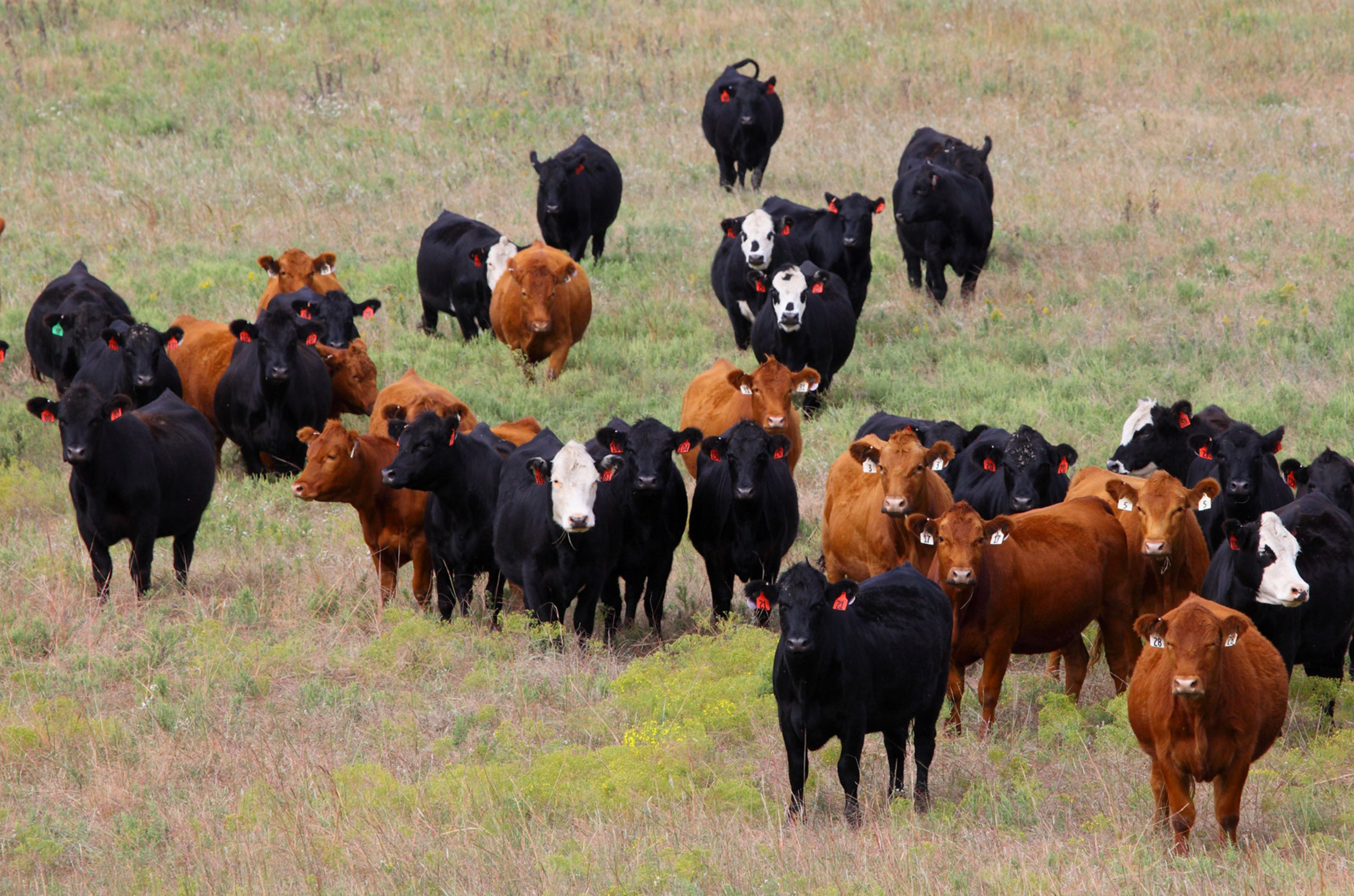 Cattle grazing in Kansas, Fall 2014.