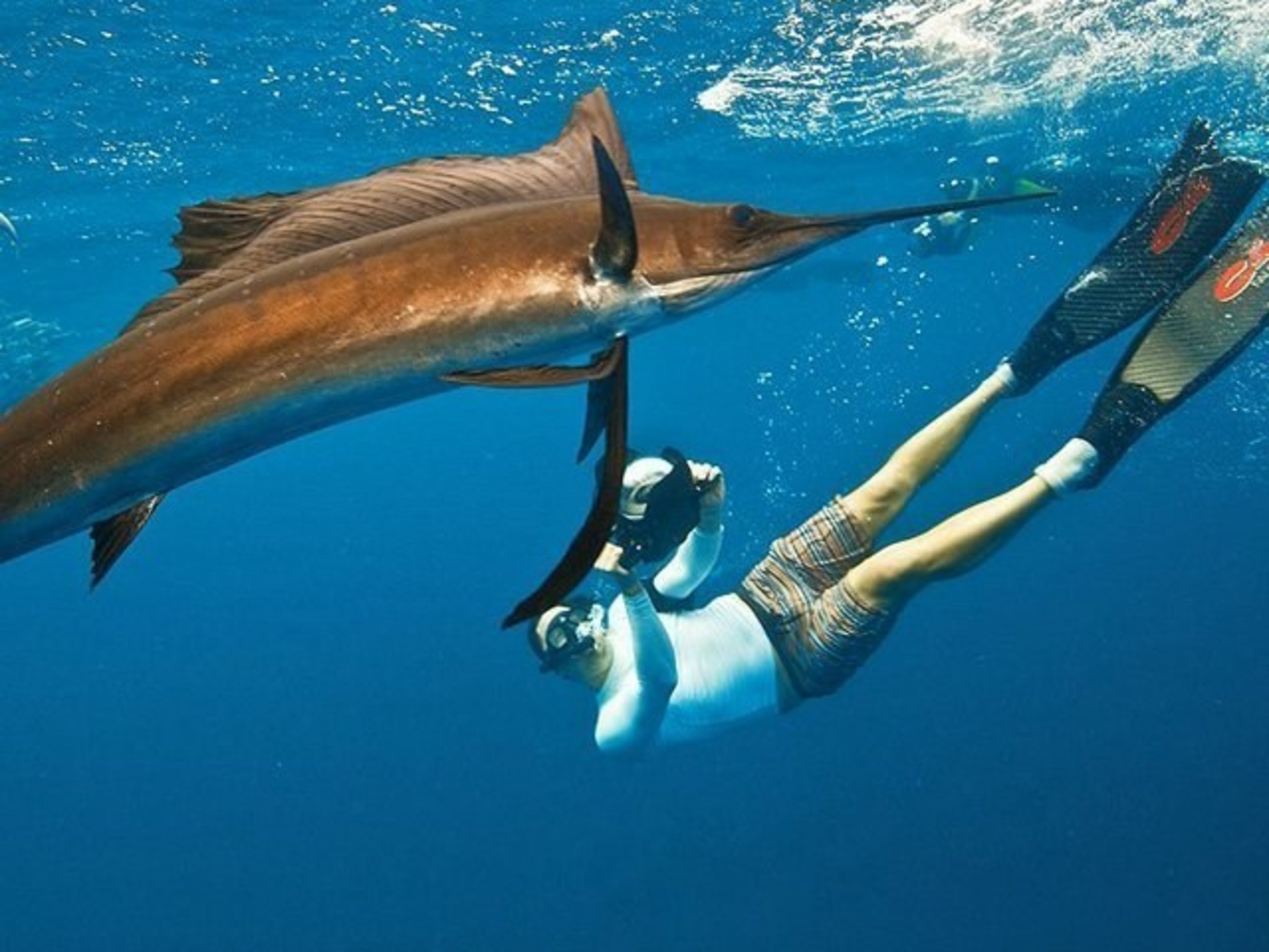Snorkel with Sailfish