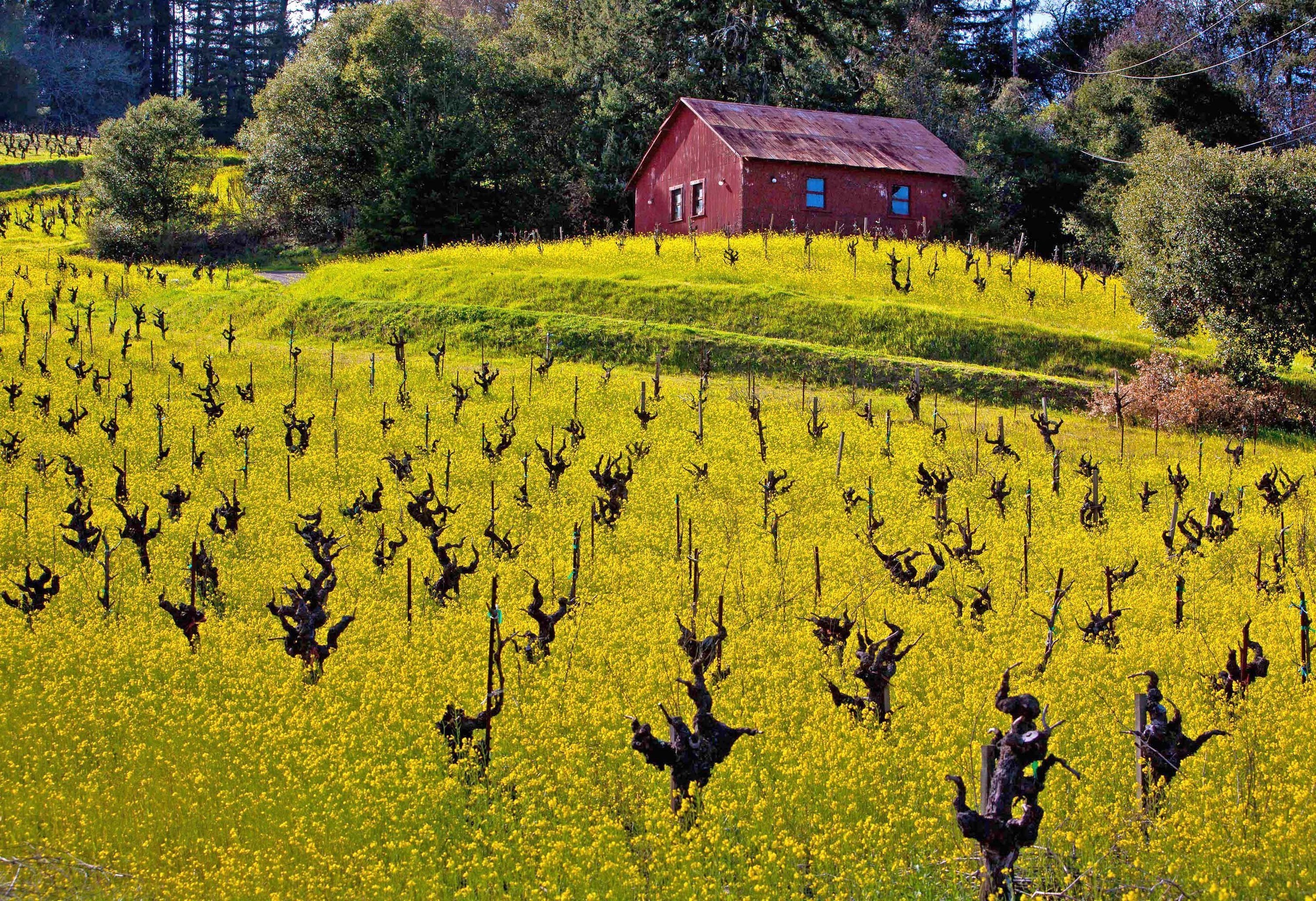 Gnarly vines are a familiar winter scene as visitors explore wineries and eateries in California wine country.