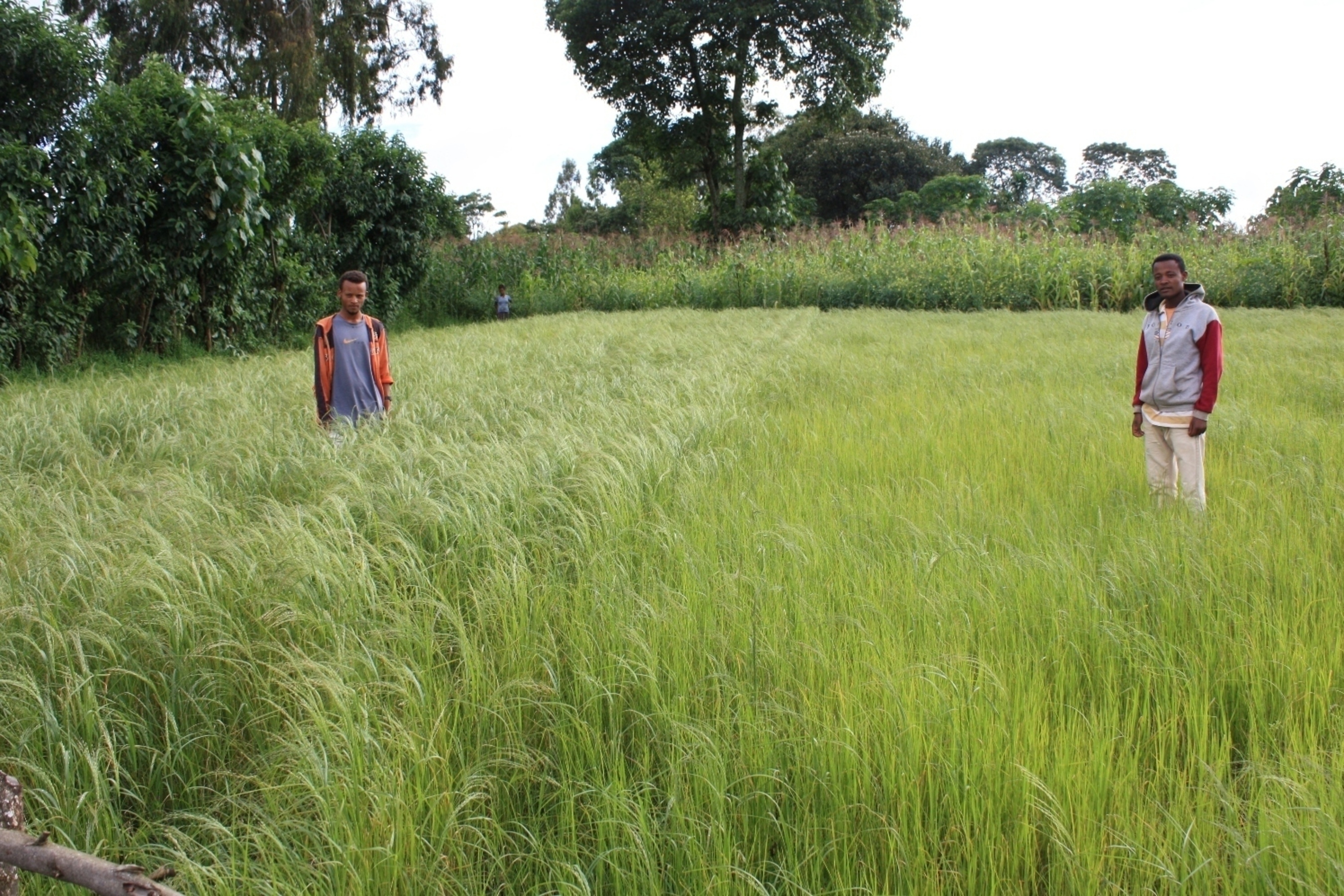 Potash demonstration plot in teff crop at Lekemt, Oromia region, Ethiopia. Left side: with potash application; right side: without potash application. Photo taken by Eldad Sokolowski, Agronomist, ICL Fertilizers (PRNewsFoto/ICL)