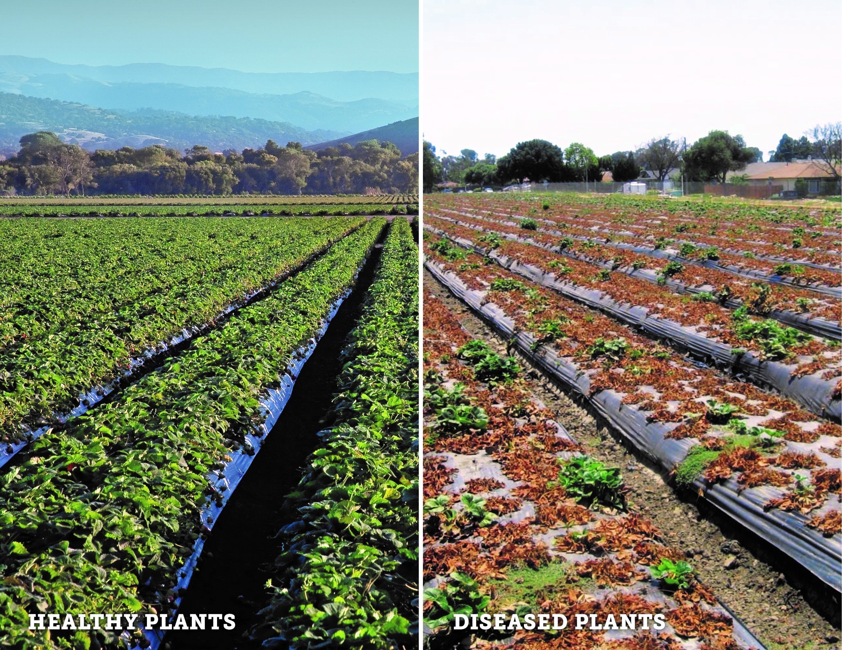 Healthy vs. Diseased Strawberry Fields.