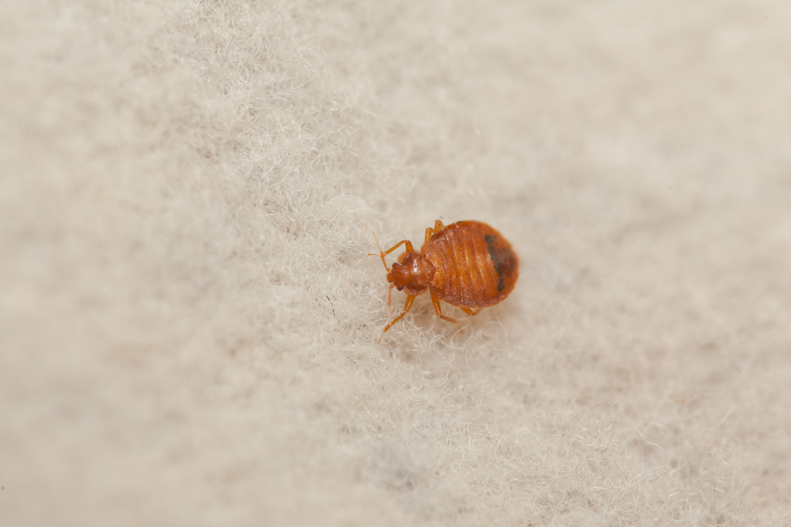 Chicago tops Orkin's bed bug cities list for the 3rd year in a row. Orkin experts say bed bugs are a serious issue across the country. Rollins, Orkin's parent company, reports an 18% increase in bed bug revenue in 2014.