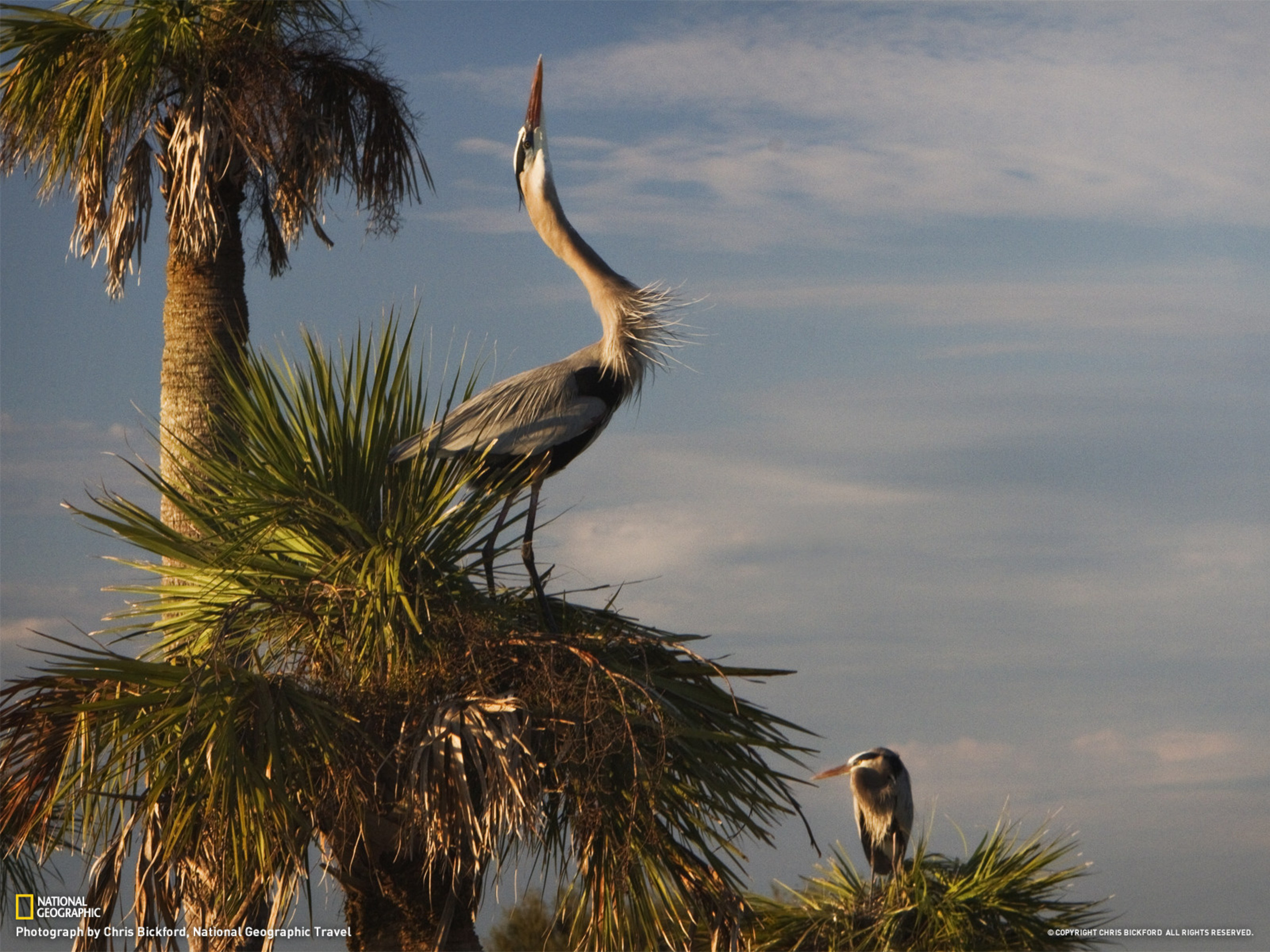Blue herons are one species of many birds seen in the man-made marshes and lakes collectively known as the Viera Wetlands.