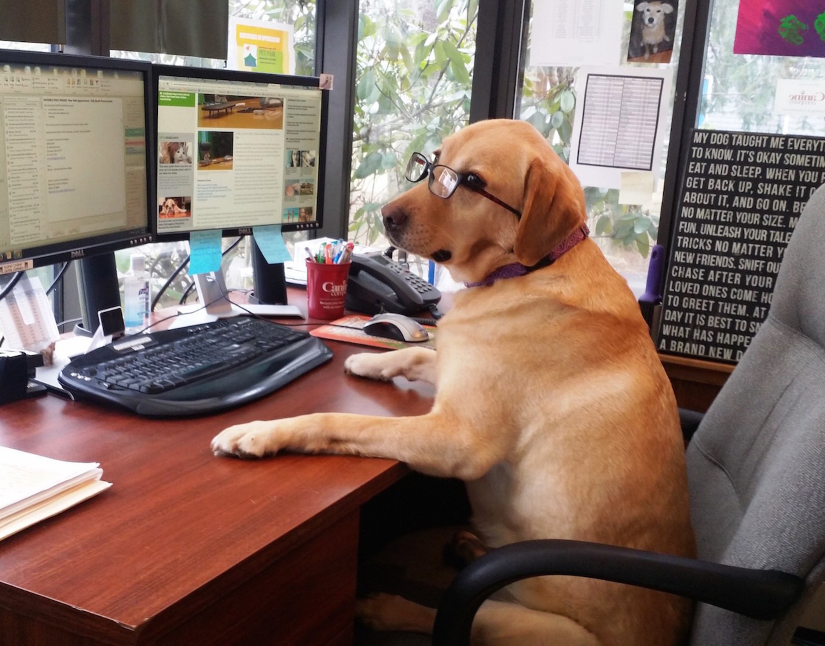 Dos and Don'ts for Taking your Dog to Work Event