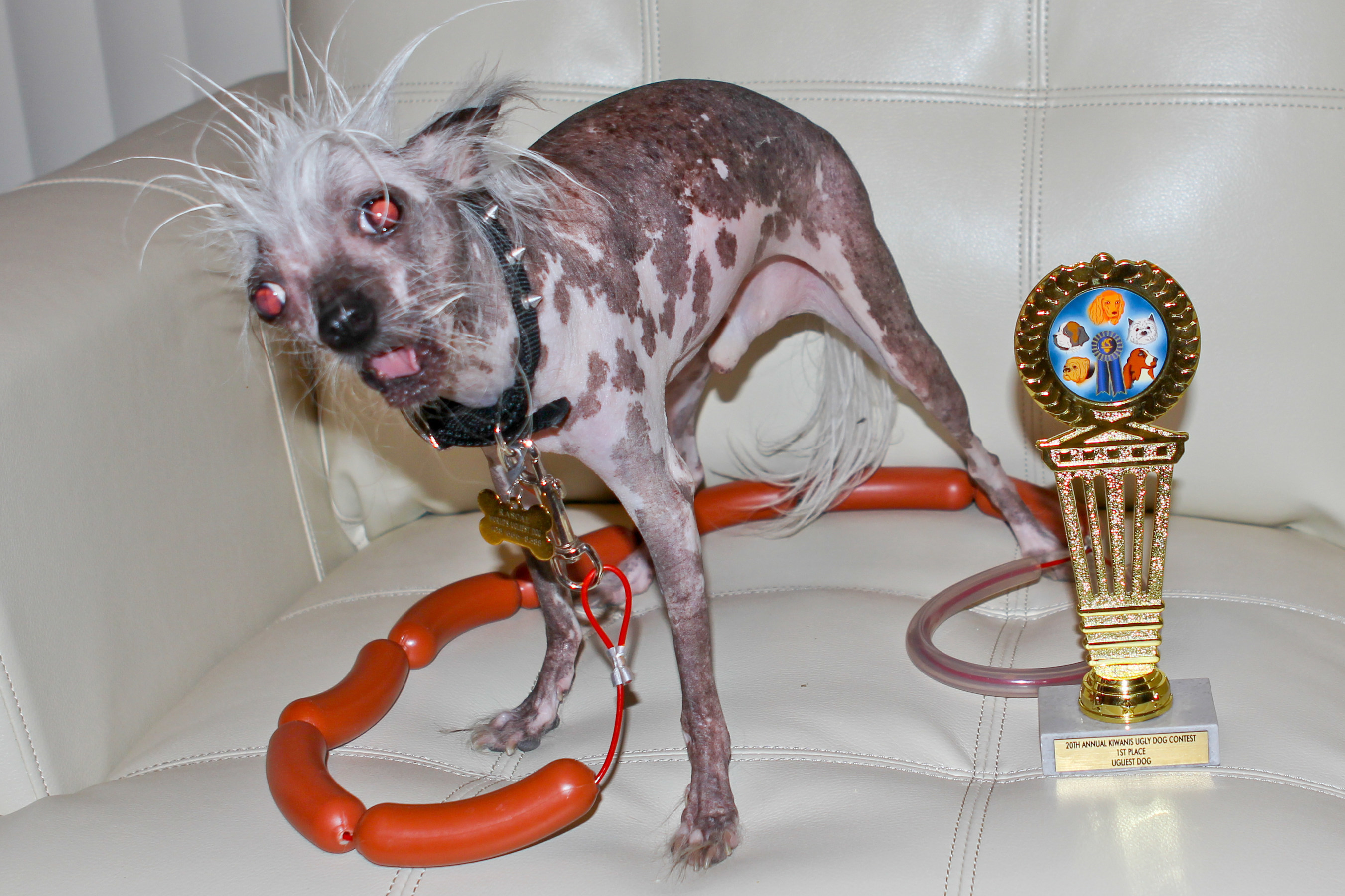 ugliest dog in the world 2010