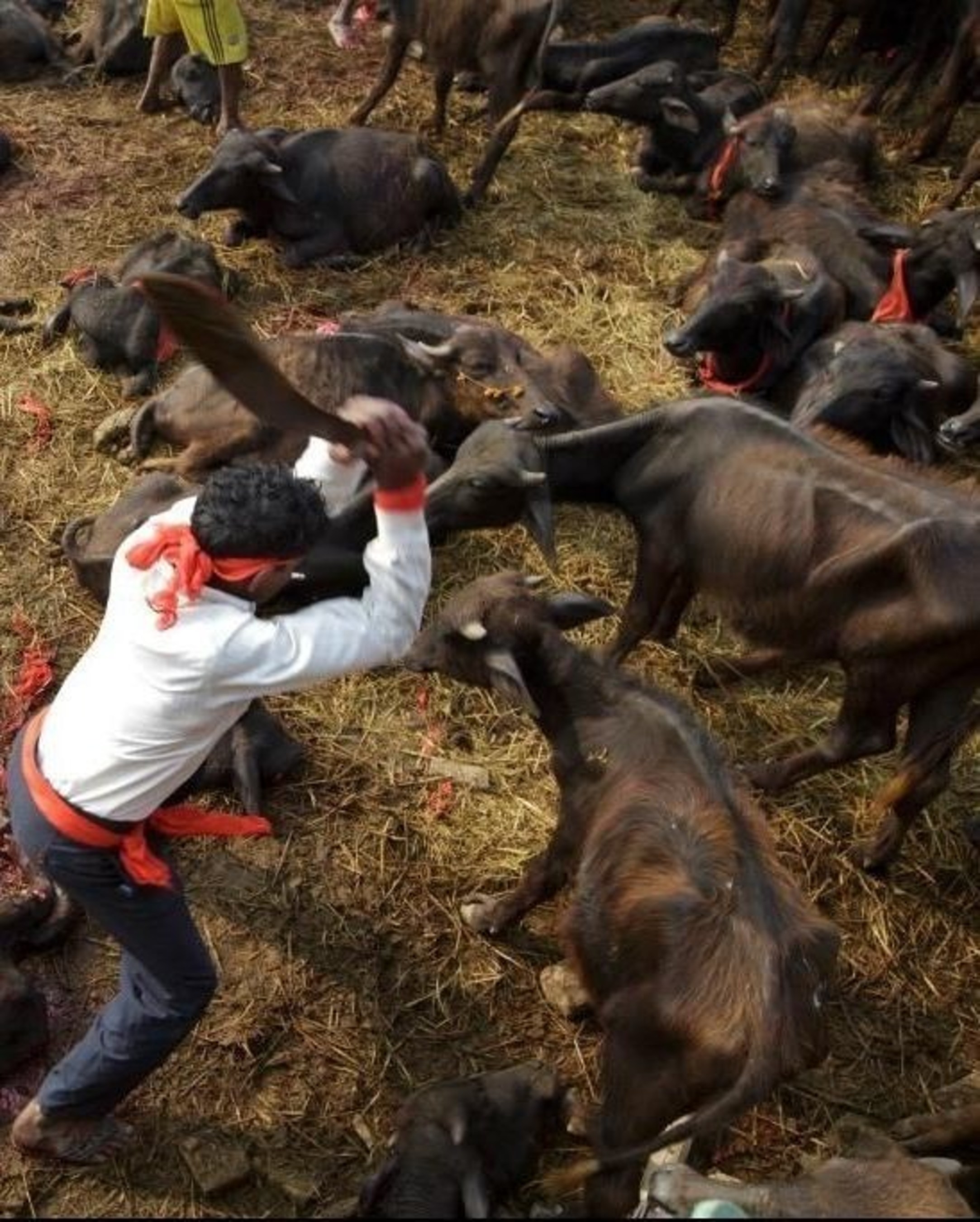 Victory! Animal Sacrifice Banned at Nepal's Gadhimai Festival, Half a  Million Animals Saved
