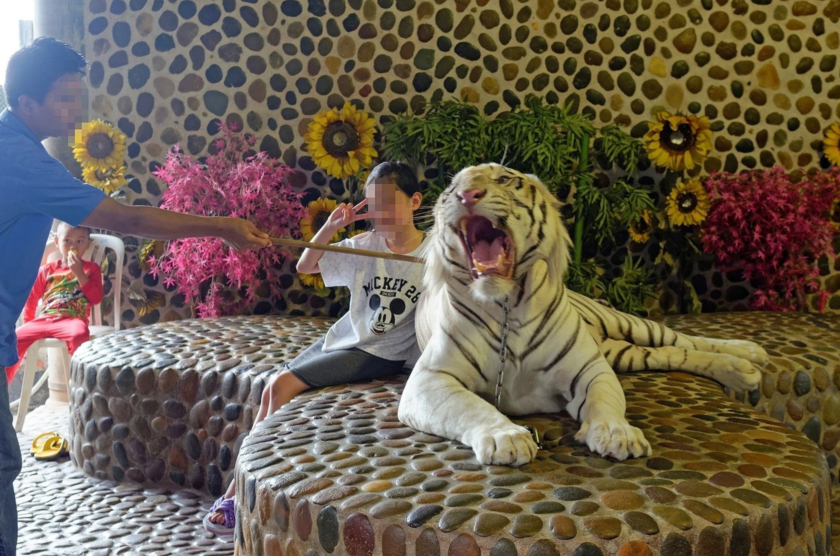 World Animal Protection Exposes the Suffering Behind Tiger Selfie Tourism  in Thailand (Intl Tiger Day 29 July)