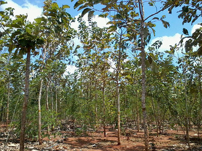 Plantation stock growing on an Asia Plantation Capital plantation (PRNewsFoto/Asia Plantation Capital)