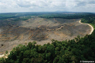 Deforestation in Sumatra, Indonesia (PRNewsFoto/Tissue World - UBM)