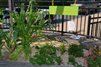 The Lowell School gravel garden in Washington, DC growing various types of lettuce, along with corn, cucumbers and marigolds.  (PRNewsFoto/To Soil Less)