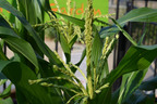 Sweet corn tassles growing in mid June at the Lowell School gravel garden in Washington, DC.  (PRNewsFoto/To Soil Less)