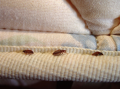 A Wake-Up Call: Bed Bugs Migrate into the Workplace