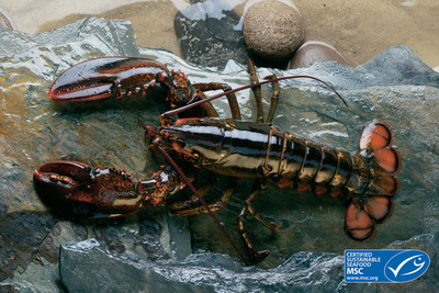 Clearwater Seafoods Boasts 1st Canadian Lobster fishery to achieve MSC certification