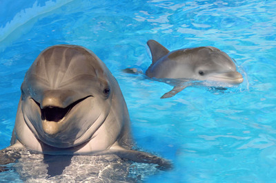Sea Life Park Hawaii Invites You to Name New Baby Dolphin