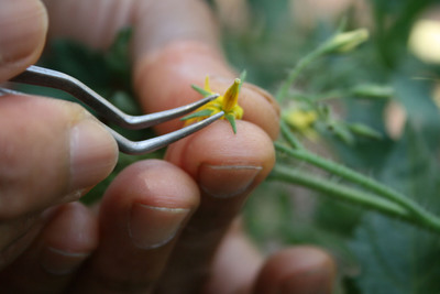 Media Advisory: Burpee to Unveil Secret Plant Breeding Techniques at World Famous Research Farm in Pennsylvania
