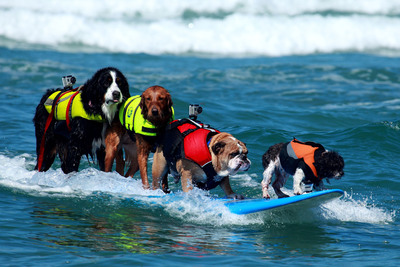 Warning! Some Girl (Dogs) Will Surf Topless at 5th Annual Surf Dog Surf A Thon!
