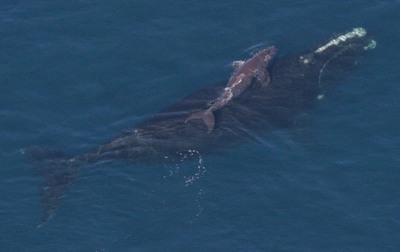 Protecting Whales From the Sky: EcoHealth Alliance's Annual Aerial Surveys of Endangered Right Whale Populations