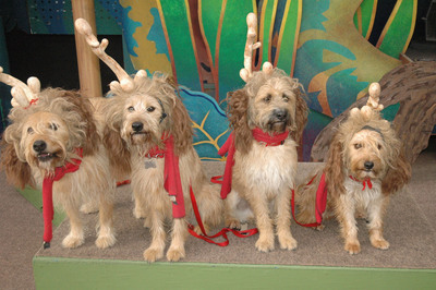 Universal Studios Hollywood's 'Grinchmas' 'Max the Dog' Roles Go to Animals Rescued from Los Angeles Animal Shelters