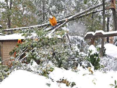 Cleaning Up After a Winter Storm? Follow These Chain Saw Safety Tips