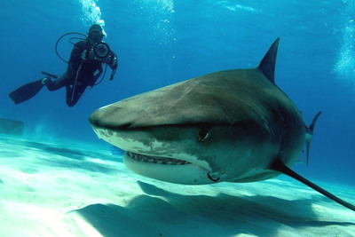 Guy Harvey Promotes Bahamas Shark Protections