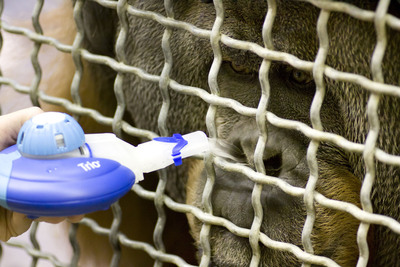Denver Zoo Orangutan Breathes Easier With eFlow Technology From PARI