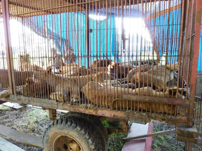Bolivian Lions Ready To Be Released