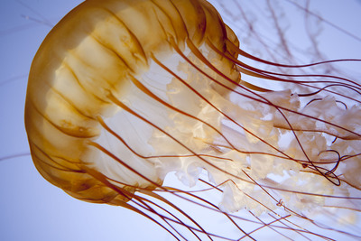 Prepare To Be Mesmerized As Shedd Brings the Mysterious World of Sea Jellies To Chicago in a New Must-See Exhibit