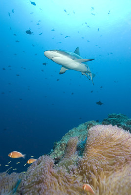 "Million-Dollar Reef Sharks" an Economic Driver for Palau