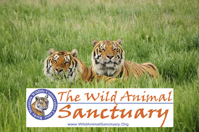 The Wild Animal Sanctuary is the Recipient of a Large Gift