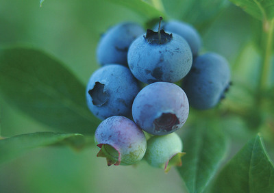 Blueberry Season is the Perfect Time to Give Your Daily Dose of Color the Blues
